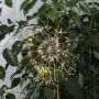 Firework copper wire string lights