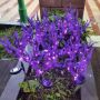 Solar floral garden stake lights